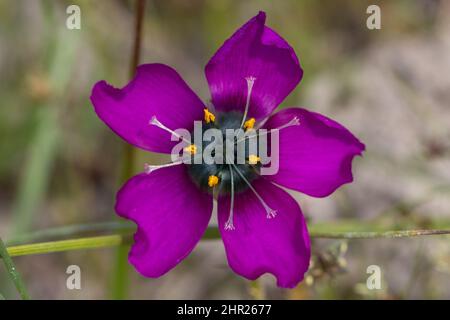 Drosera cistiflora (eine fleischfressende Pflanze), Nahaufnahme einer einzelnen violetten Blume Stockfoto