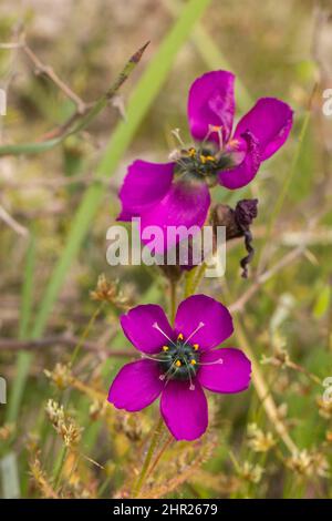 Zwei Blüten der violetten Form der Drosera cistiflora, die in einem natürlichen Lebensraum in der Nähe von Malmesbury am Westkap von Südafrika zu sehen ist Stockfoto