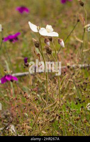 Seitenansicht einer weiß blühenden Form von Drosera cistiflora, einer fleischfressenden Pflanze, die in natürlichem Lebensraum am Westkap von Südafrika zu sehen ist Stockfoto