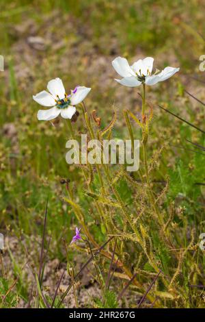 Seitenansicht von zwei blühenden Pflanzen der Drosera cistiflora in der Nähe von Malmesbury im westlichen Kap von Südafrika Stockfoto