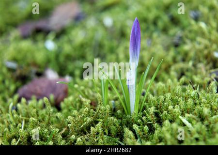 Crocus der erste Vorbote des Frühlings im neuen Jahr Stockfoto