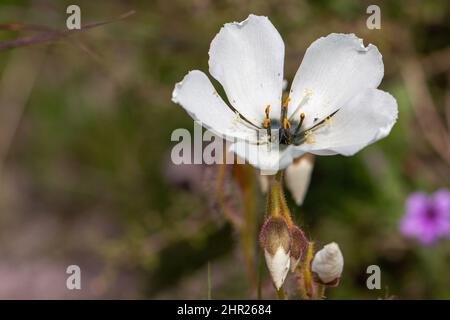 Nahaufnahme einer weißen Blume der Drosera cistiflora Stockfoto