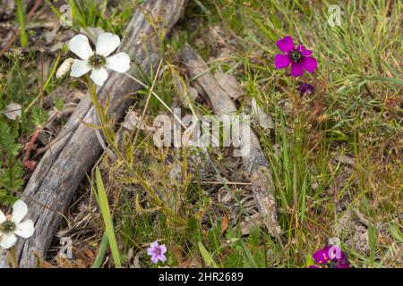 Violette und weiße Blüten der Drosera cistiflora, die in der Nähe von Malmesbury im westlichen Kap von Südafrika zu sehen ist Stockfoto