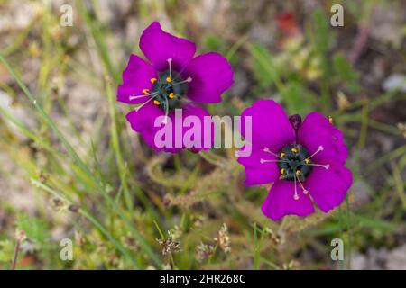 Fleischfressende Pflanzen: Zwei Blüten der lila blühenden Form der Drosera cistiflora in natürlichem Lebensraum am Westkap von Südafrika Stockfoto