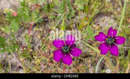 Zwei wunderschöne violette Blüten der Drosera cistiflora, die in einem natürlichen Lebensraum in der Nähe von Mamlesbury am Westkap von Südafrika zu sehen sind Stockfoto