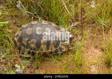 Rotbauch-Schildkröte (Chersina angulata) in der Nähe von Darling im westlichen Kap von Südafrika Stockfoto