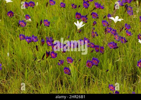 Die wunderschöne Birne Geissorhiza radians in natürlichen Lebensraum in der Nähe von Darling im westlichen Kap von Südafrika Stockfoto