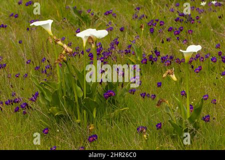 Südafrikanische Wildblumen: Zantedeschia aethiopica (weiße Blume) und Geissorhiza radians (violette Blume) in Habitat in der Nähe von Darling, Südafrika Stockfoto