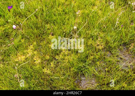 Fleischfressende Pflanzen: Rosetten der Sonnentaue Drosera pauciflora, die in natürlichem Lebensraum nahe Darling am Westkap von Südafrika zu sehen sind Stockfoto