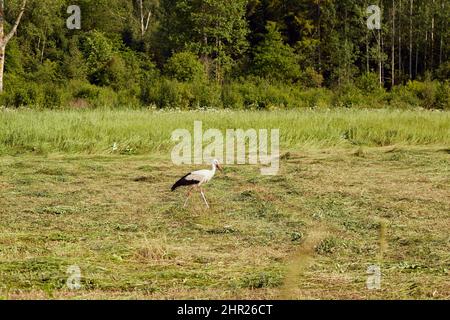 Ein Storch geht im Sommer auf der Suche nach Nahrung durch ein gemähtes Feld Stockfoto