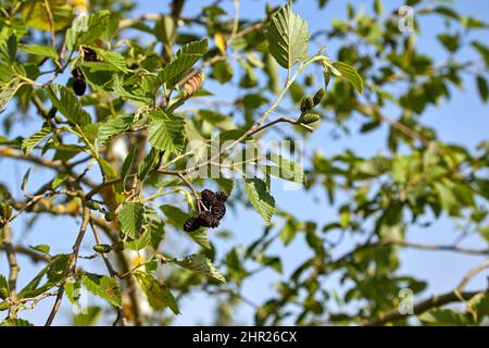 Schwarze Erlenzapfen im Sommer in Lettland Stockfoto