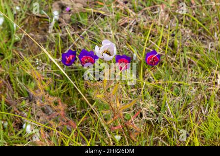 Vier Blüten der schönen Geissorhiza Radians und eine weiße Blume der Drosera cistiflora in natürlichem Lebensraum am Westkap von Südafrika Stockfoto