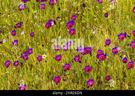 Blumen der schönen Geissorhiza Radiane in natürlichem Lebensraum am Westkap von Südafrika Stockfoto