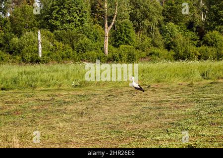 Ein Storch geht im Sommer auf der Suche nach Nahrung durch ein gemähtes Feld Stockfoto