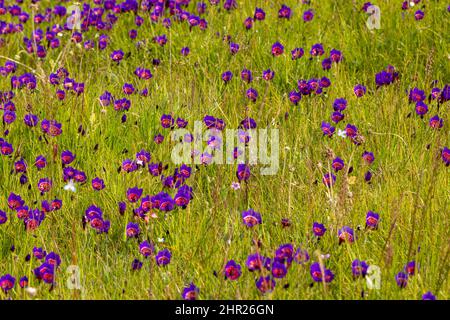 Blumen der schönen Geissorhiza Radians bei Darling im westlichen Kap von Südafrika Stockfoto