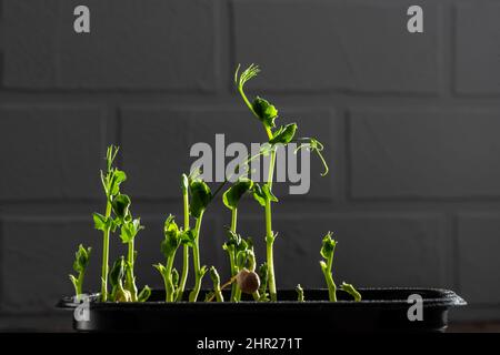 Nahaufnahme von Erbsen-Microgreens mit Samen und Wurzeln Stockfoto