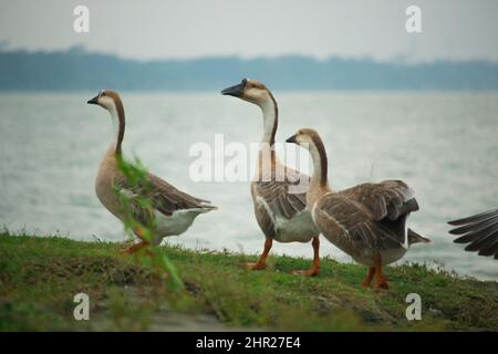 Einige schöne Königskupfen in wolkigen Umgebungen. Stockfoto