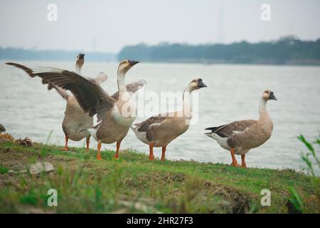 Einige schöne Königskupfen in wolkigen Umgebungen. Stockfoto