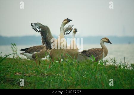 Einige schöne Königskupfen in wolkigen Umgebungen. Stockfoto