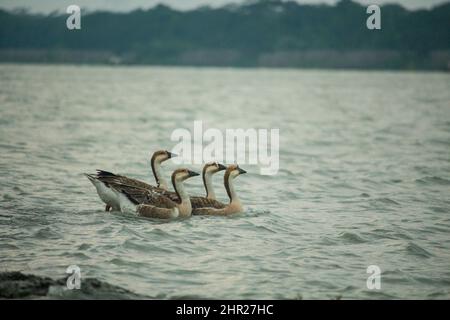 Einige schöne Königskupfen in wolkigen Umgebungen. Stockfoto