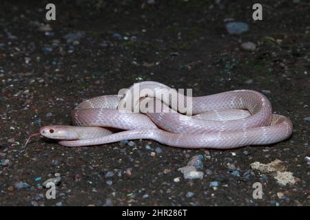 Albino Common Krait, Bungarus caeruleus, Satara, Maharashtra, Indien Stockfoto
