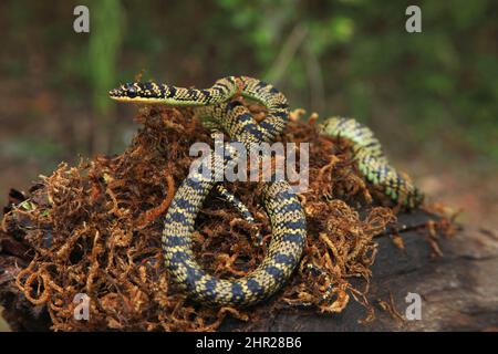 Kunstvoll fliegender Sneakes, Chrysophelea ornata, Nordbengalen, indien Stockfoto