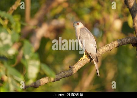 Shikra, Accipiter badius, Satara, Maharashtra, Indien Stockfoto