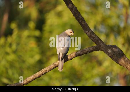 Shikra, Accipiter badius, Satara, Maharashtra, Indien Stockfoto