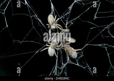 Soziale Spinnen, Stegodyphus lineatus mit Beutetieren, Satara, Maharashtra, indien Stockfoto