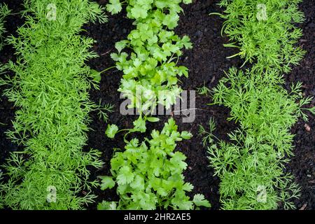 Frische Kräuter, Koriander (Coriandrum sativum) und Dill (Anethum graveolens) wachsen auf dem Kräuterfeld. Blick von oben auf üppigen Dill und Koriander auf Gemüse Stockfoto