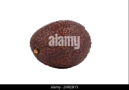 Eine haas Avocado isoliert auf weißem Hintergrund. Stockfoto