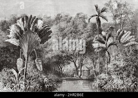 Botanischer Garten, Saint-Pierre, Martinique. Südamerika. Alte, 19.. Jahrhundert gravierte Illustration von der Reise nach Kolumbien von Edward Francois Andre, Le Tour du Monde 1877 Stockfoto