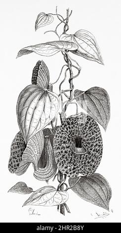 Aristolochia ringens ist eine mehrjährige Pflanze aus der Familie der Aristolochiaceae. Es wird von Panama über Bolivien, Kolumbien und Venezuela gefunden. Südamerika. Alte, 19.. Jahrhundert gravierte Illustration von der Reise nach Kolumbien von Edward Francois Andre, Le Tour du Monde 1877 Stockfoto