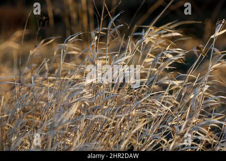 Waverley Lane, Elstead. 25.. Februar 2022. Ein kalter, aber trockener Start in den Tag für die Heimatkreise. Morgenlicht am Fluss Wey bei Thundry Meadows in Elstead, in der Nähe von Godalming, in Surrey. Kredit: james jagger/Alamy Live Nachrichten Stockfoto