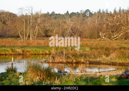 Waverley Lane, Elstead. 25.. Februar 2022. Ein kalter, aber trockener Start in den Tag für die Heimatkreise. Morgenlicht am Fluss Wey bei Thundry Meadows in Elstead, in der Nähe von Godalming, in Surrey. Kredit: james jagger/Alamy Live Nachrichten Stockfoto