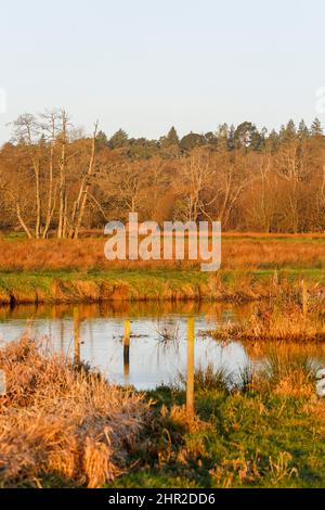 Waverley Lane, Elstead. 25.. Februar 2022. Ein kalter, aber trockener Start in den Tag für die Heimatkreise. Morgenlicht am Fluss Wey bei Thundry Meadows in Elstead, in der Nähe von Godalming, in Surrey. Kredit: james jagger/Alamy Live Nachrichten Stockfoto