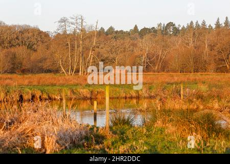 Waverley Lane, Elstead. 25.. Februar 2022. Ein kalter, aber trockener Start in den Tag für die Heimatkreise. Morgenlicht am Fluss Wey bei Thundry Meadows in Elstead, in der Nähe von Godalming, in Surrey. Kredit: james jagger/Alamy Live Nachrichten Stockfoto