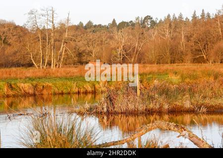 Waverley Lane, Elstead. 25.. Februar 2022. Ein kalter, aber trockener Start in den Tag für die Heimatkreise. Morgenlicht am Fluss Wey bei Thundry Meadows in Elstead, in der Nähe von Godalming, in Surrey. Kredit: james jagger/Alamy Live Nachrichten Stockfoto