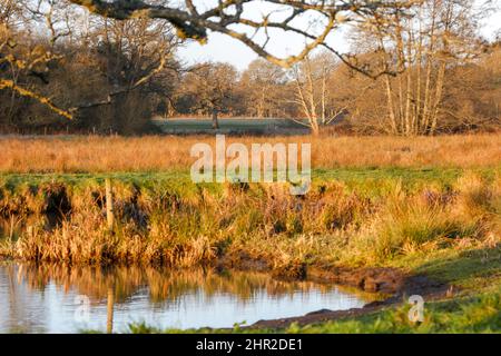 Waverley Lane, Elstead. 25.. Februar 2022. Ein kalter, aber trockener Start in den Tag für die Heimatkreise. Morgenlicht am Fluss Wey bei Thundry Meadows in Elstead, in der Nähe von Godalming, in Surrey. Kredit: james jagger/Alamy Live Nachrichten Stockfoto