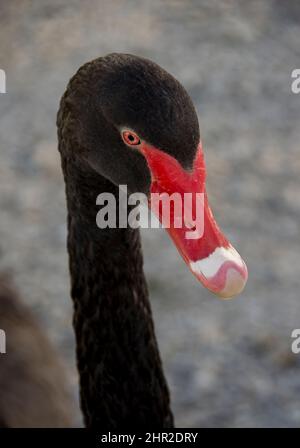 Kopf- und Nackenporträt eines wilden schwarzen Schwans aus Australien, Cygnus atratus, der im See in Queensland, Australien, schwimmt. Rot-weißer Schnabel, braune Augen. Stockfoto