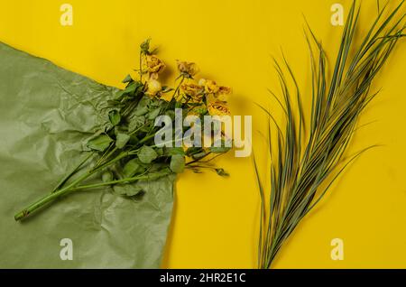 Gelbe Rosen Eine grüne Palme verzweigt sich vor einem gelb-grünen Hintergrund. Blick von oben. Stockfoto
