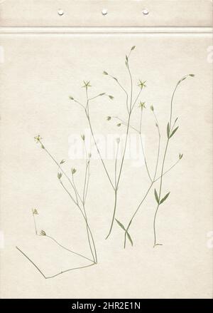 Scan einer gepressten und getrockneten Wiesenblume. Feiner Vintage Herbarium Hintergrund auf einem Blatt alten gelbenen strukturierten Papier. Zusammensetzung der Presse wild Stockfoto