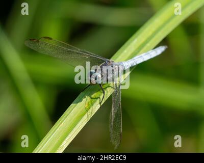 Eine kielige Skimmer-Libelle (Orthetrum coerulescens) am Schilf sitzend, sonniger Sommertag, Wien (Österreich) Stockfoto