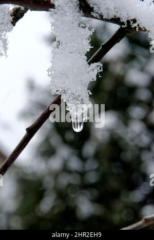 Ein Tropfen aus Eis. Schneekristalle auf einem Zweig und ein Tropfen Wasser mit Spiegelung. Stockfoto