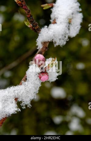 Knospen im Schnee. Ein Zweig eines Pfirsichbaums mit unentwickelten Blüten, nach einem Schneefall. Am letzten Tag des März - die Wende von Winter und Frühling. Stockfoto