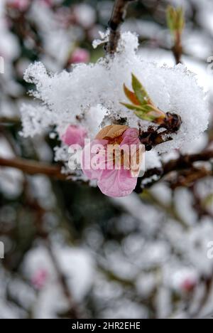 Blumen und Eis. Pfirsichblüte nach Schneefall - am letzten Märztag, als der letzte Schnee fiel - die Wende von Winter und Frühling. Stockfoto