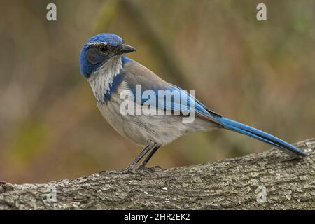 California Scrub-Jay (Aphelocoma californica) auf einem Baumstamm Sacramento County California USA Stockfoto