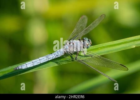 Eine kielige Skimmer-Libelle (Orthetrum coerulescens) am Schilf sitzend, sonniger Sommertag, Wien (Österreich) Stockfoto