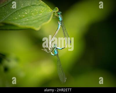Ein Paar gemeiner Bluetails (Ischnura elegans), das auf einem Blatt ruht Stockfoto