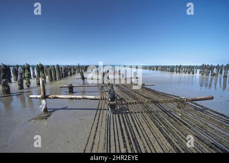 Les moules de bouchots entre le Crotoy et Quend Plage, les Dunes et les oyas en Bord de mer Stockfoto